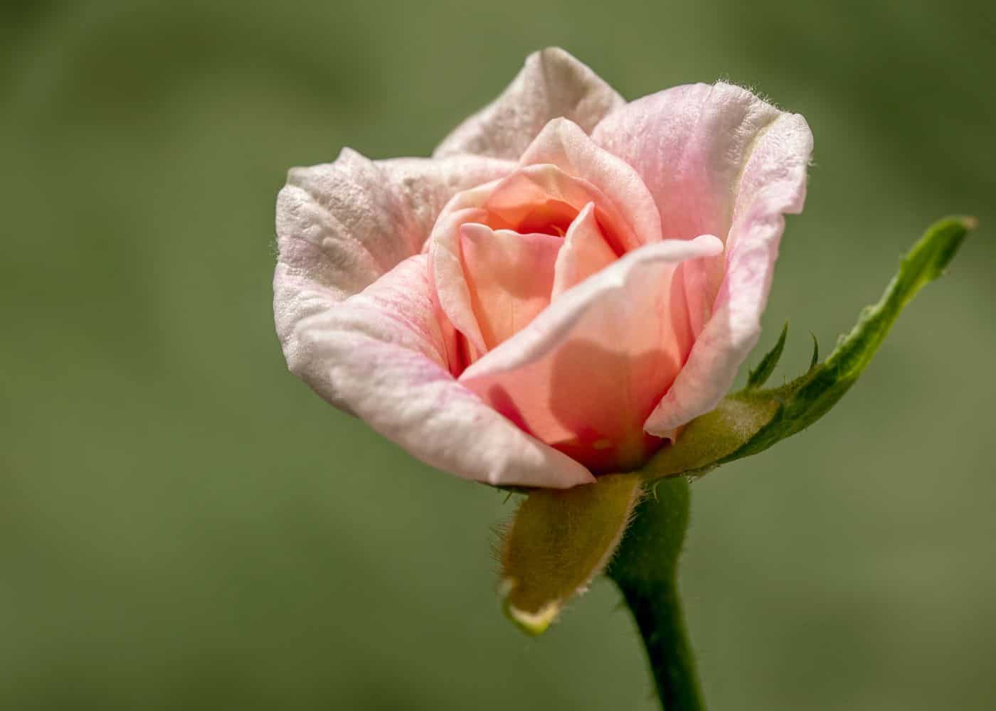Mlle cécile brünner rose