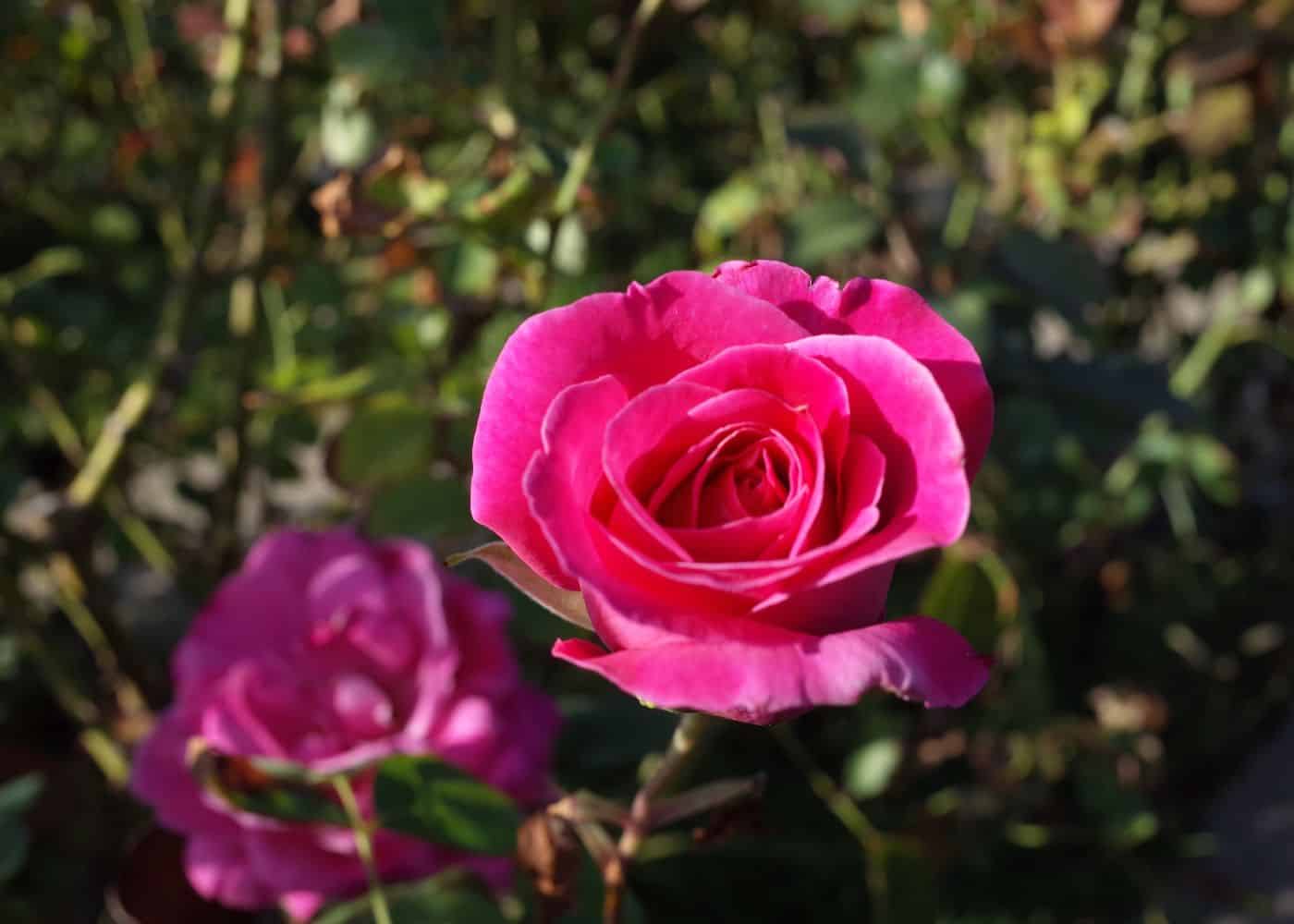 Pink peace rose