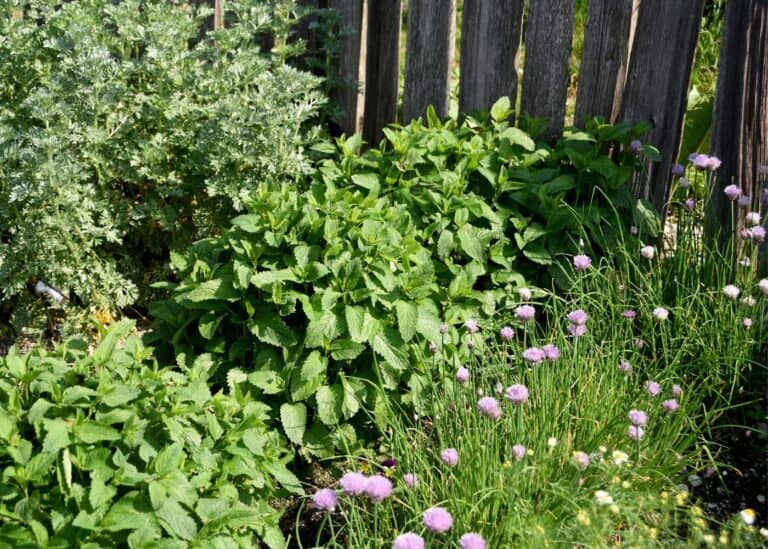 What herbs can be planted together