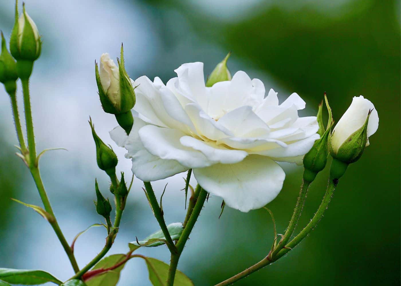White drift rose
