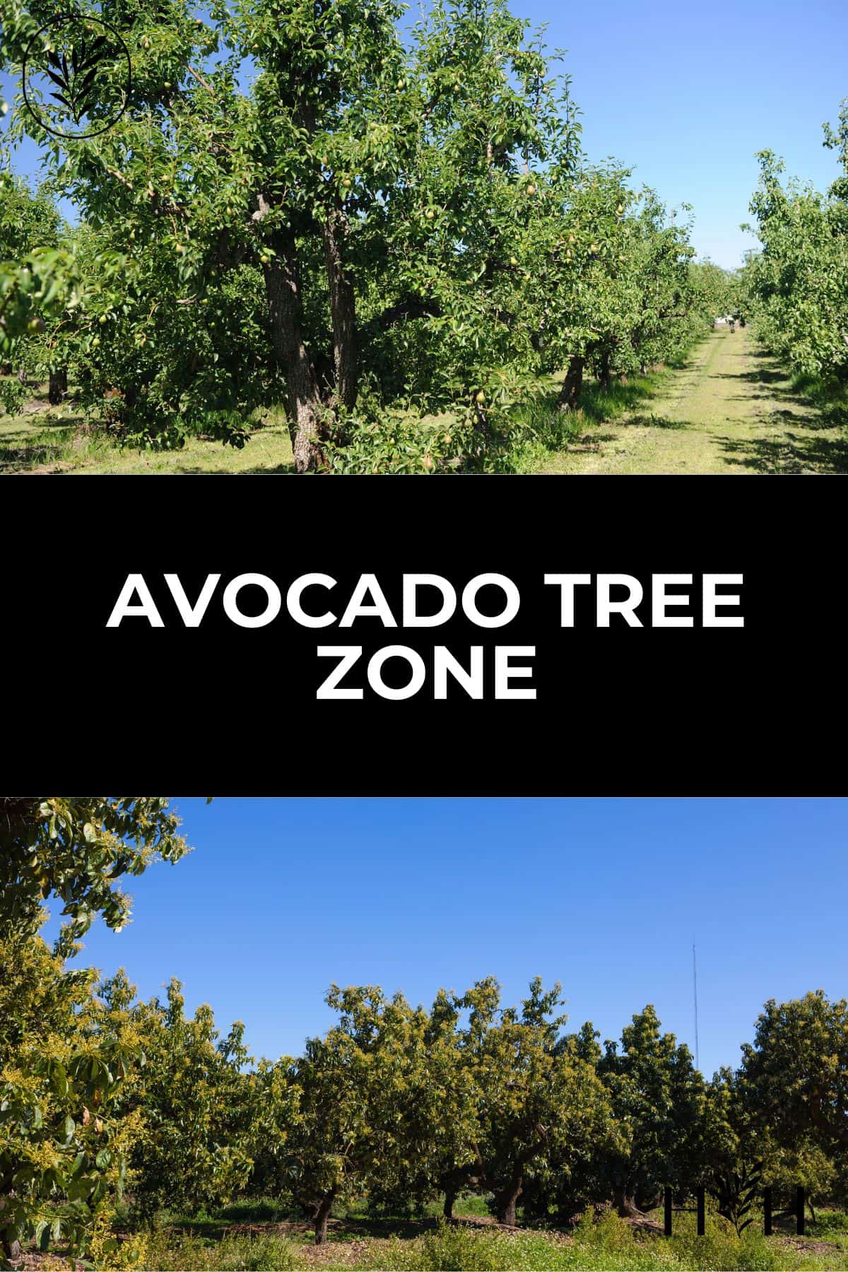 Avocado tree zone via @home4theharvest