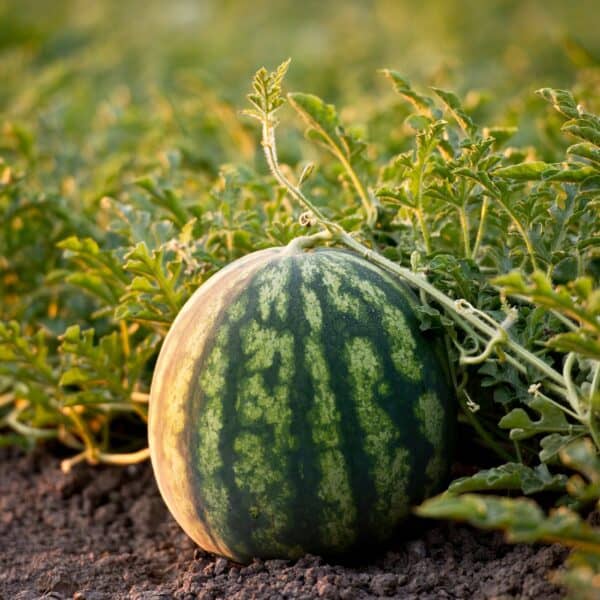 The best time to plant watermelon 🌱🍉 for juicy results this season