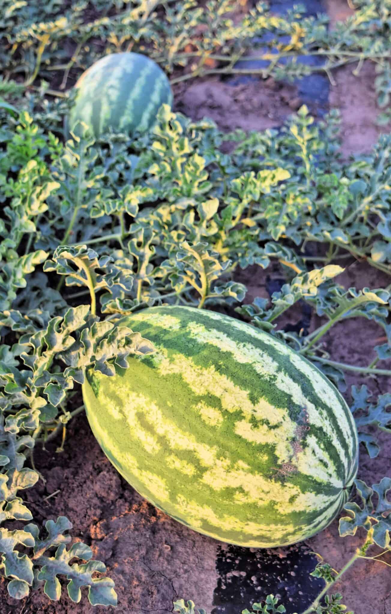 The best time to plant watermelon 🌱🍉 for juicy results this season