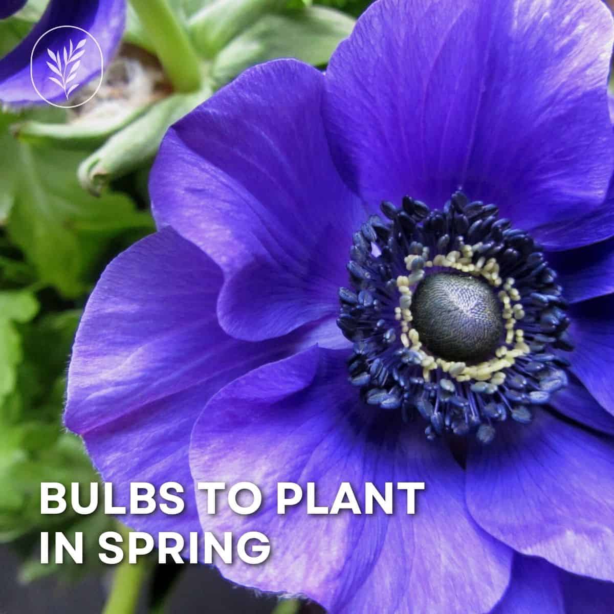 Bulbs to plant in spring via @home4theharvest