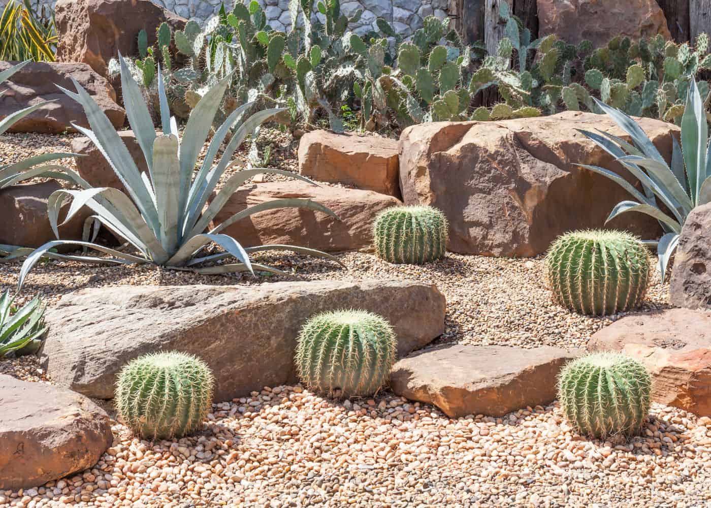 Cactus garden in desert