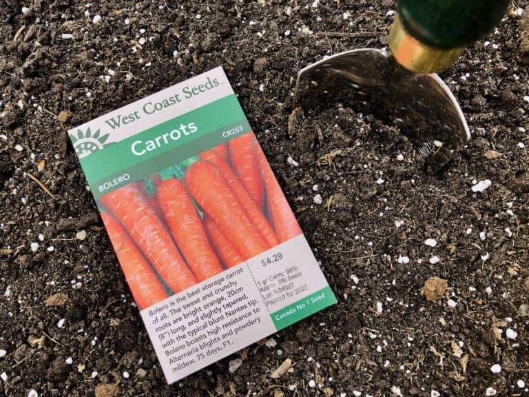 Carrots - direct seeding outdoors