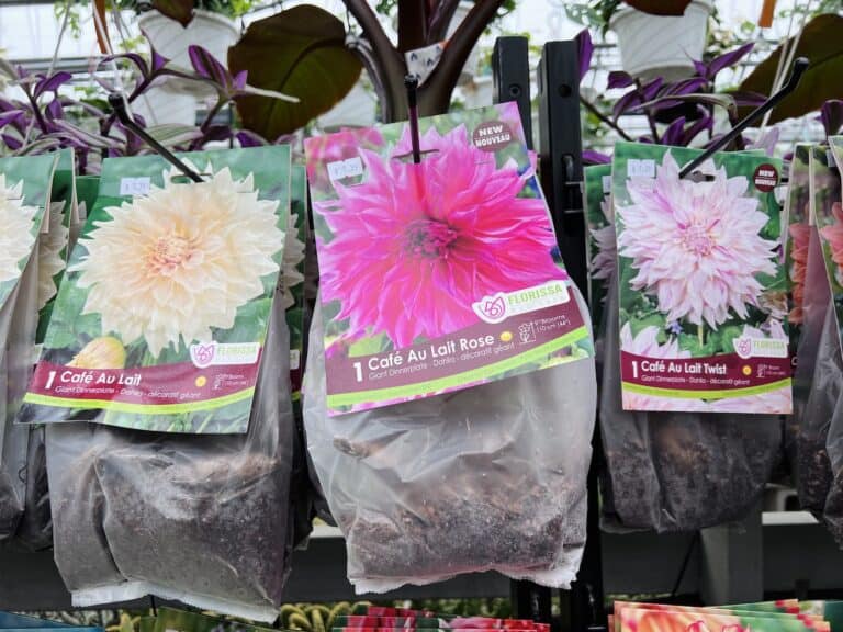 Top bulbs to plant in spring 🌷🌞 Usher in a season of vibrant colors