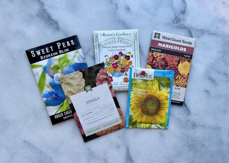 Easiest flowers to grow from seed