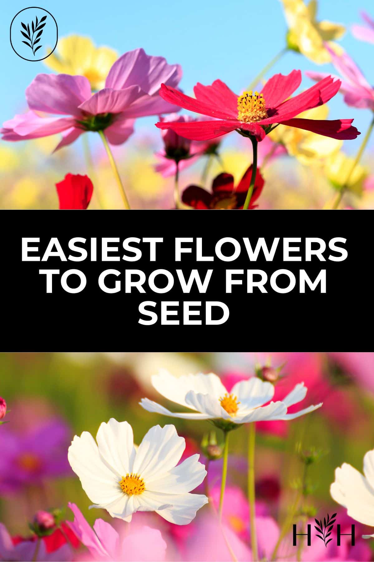 Easiest flowers to grow from seed via @home4theharvest