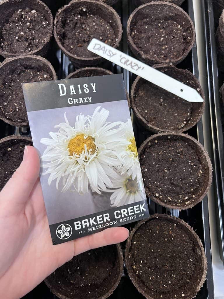 Sowing shasta daisy seeds