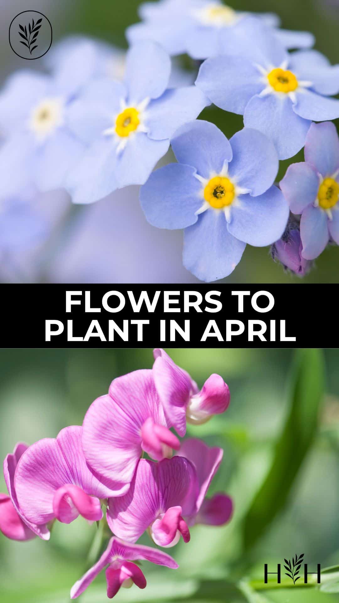 Flowers to plant in april via @home4theharvest