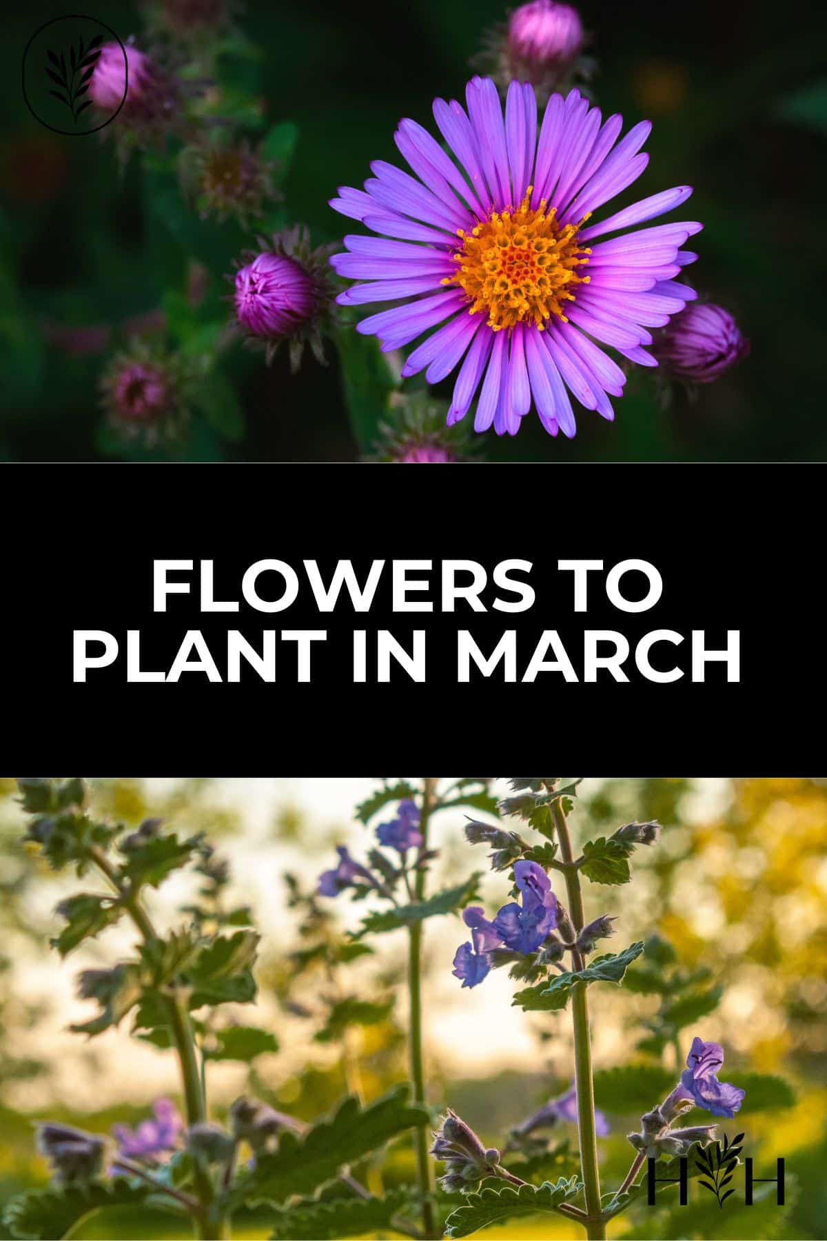 Flowers to plant in march via @home4theharvest