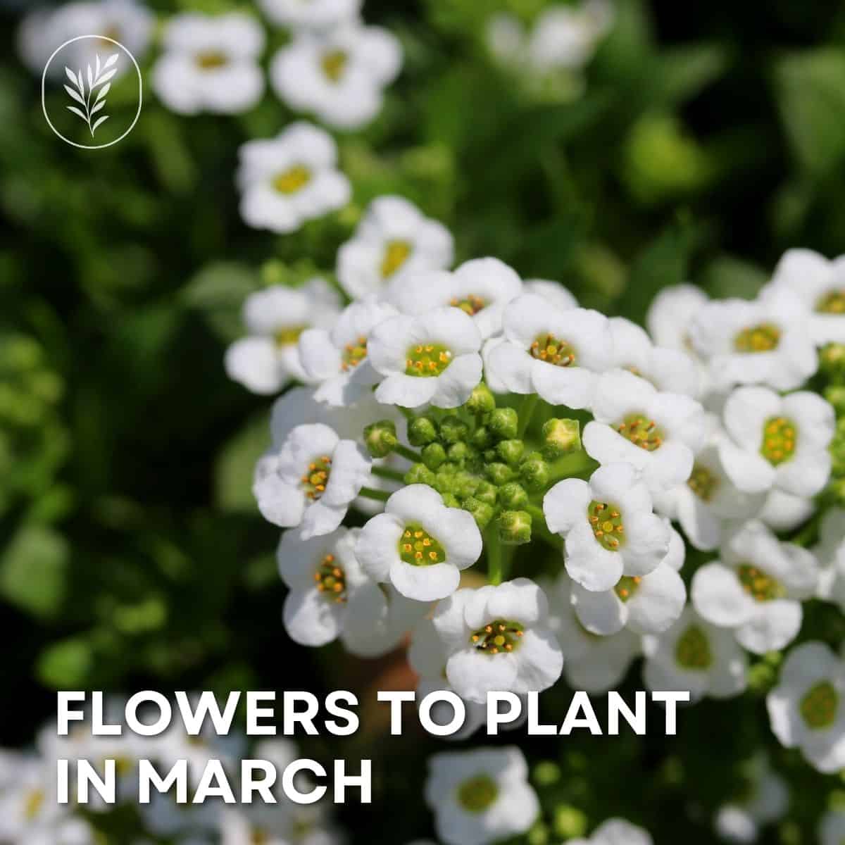 Flowers to plant in march via @home4theharvest