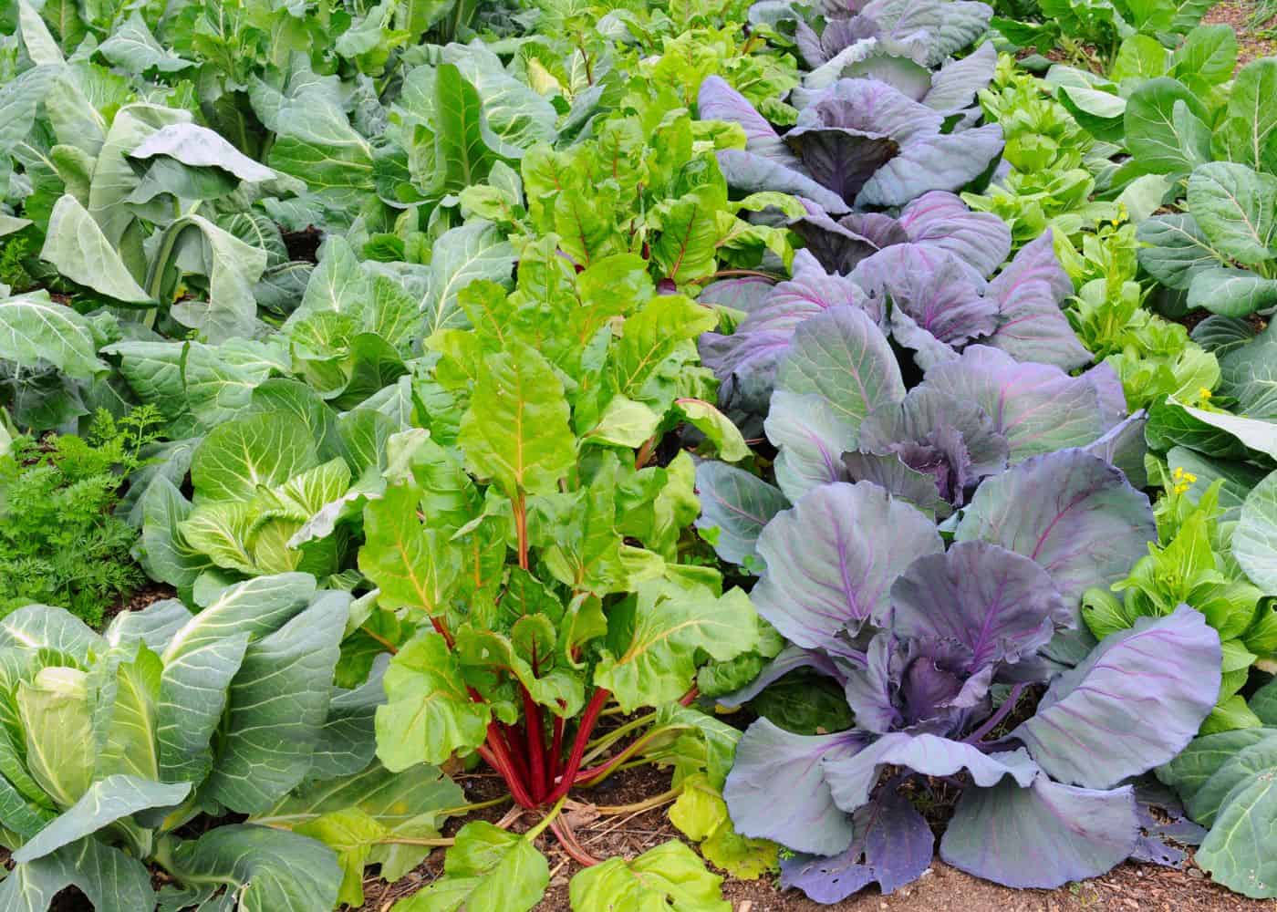 Garden with rows of cool season veggies - cabbage, carrots, chard, spinach