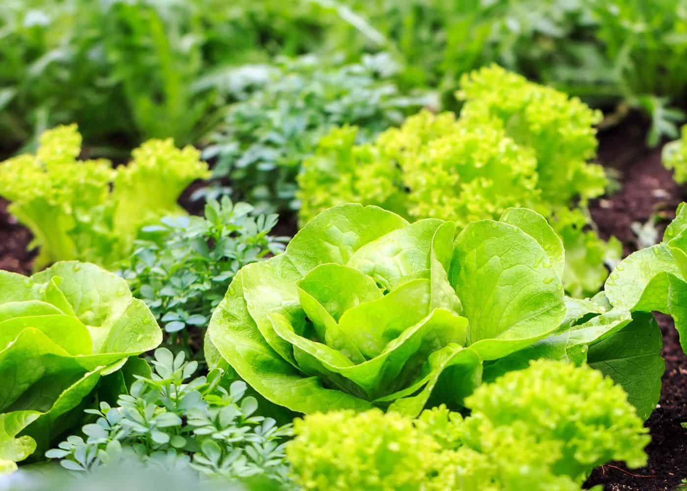 Growing your own lettuce and salad greens