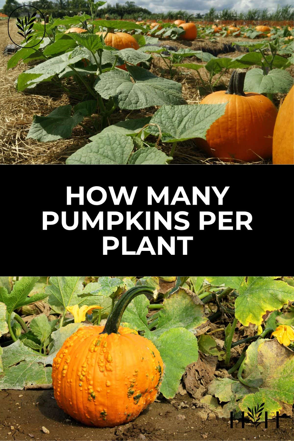 How many pumpkins per plant via @home4theharvest