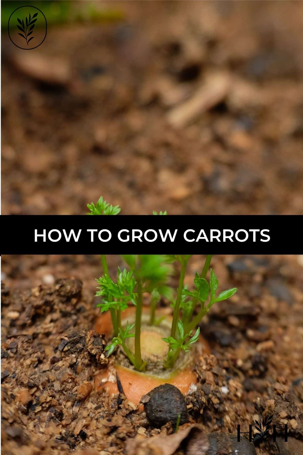 How to grow carrots via @home4theharvest