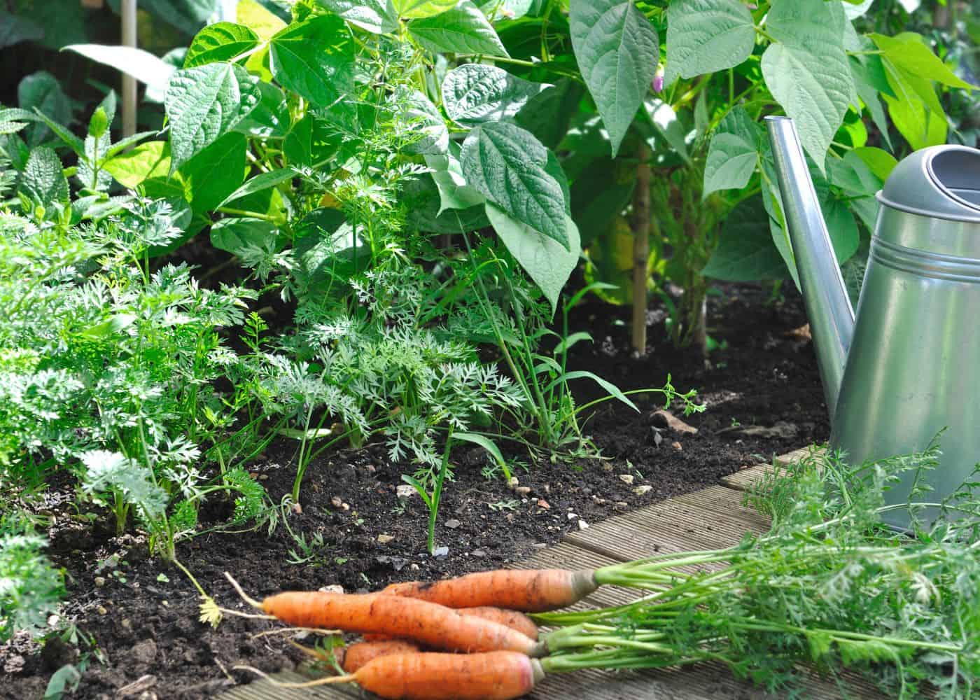 How to grow carrots in your garden (1)