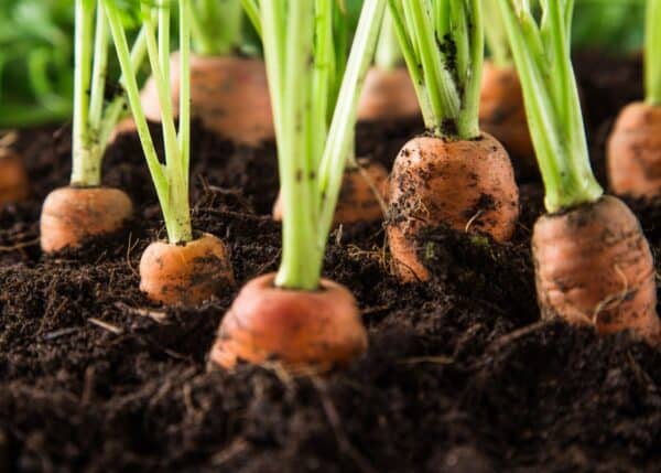 how to grow carrots in your garden