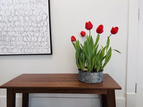 how to grow tulips indoors