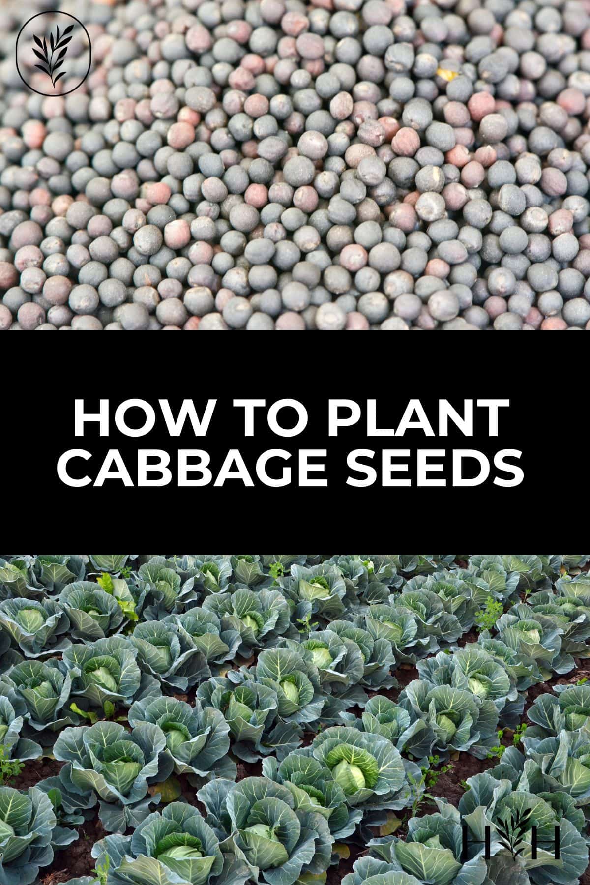 How to plant cabbage seeds via @home4theharvest