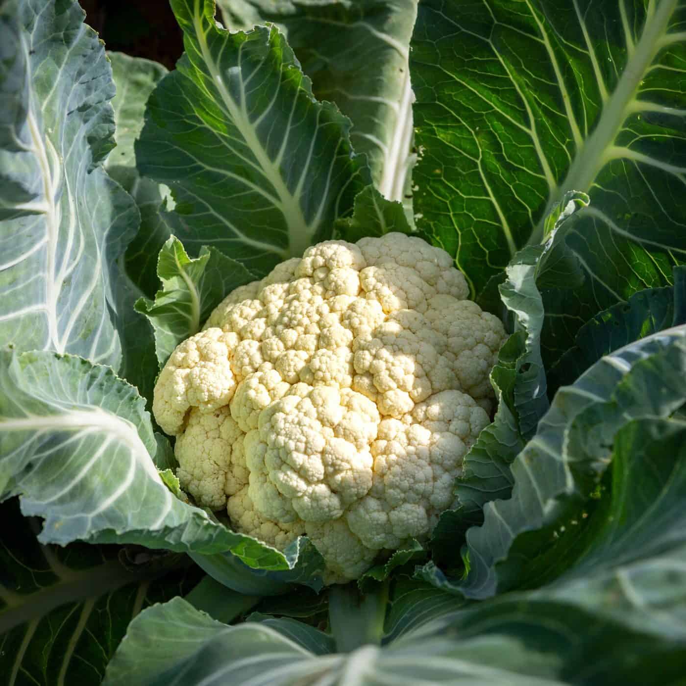 How to plant cauliflower seeds