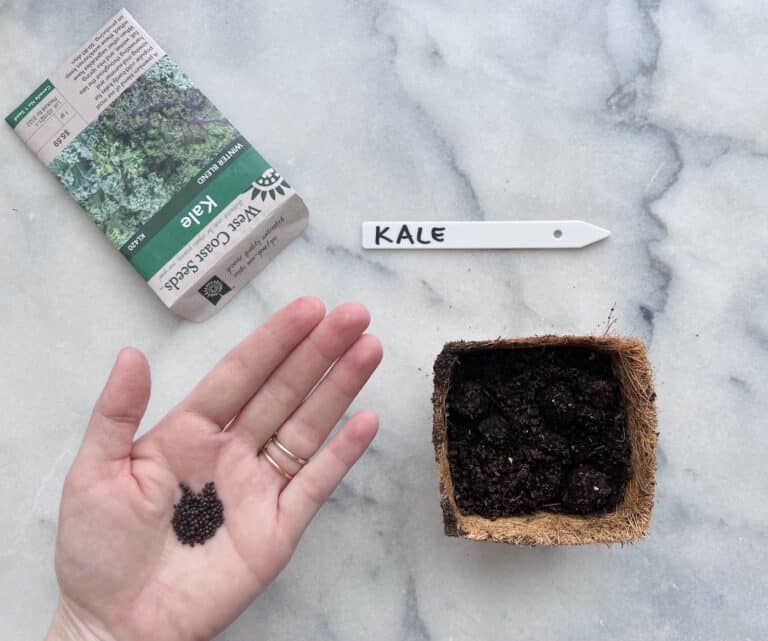 How to plant kale seeds