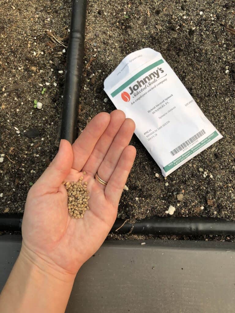 How to plant seeds outdoors