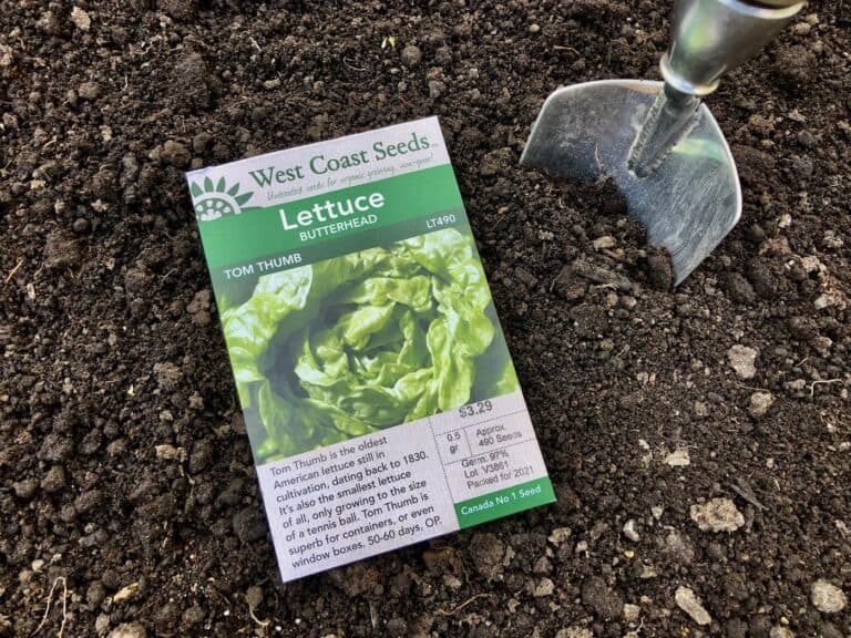How to plant vegetable seeds 🌱 🥦 A stepbystep guide for beginners