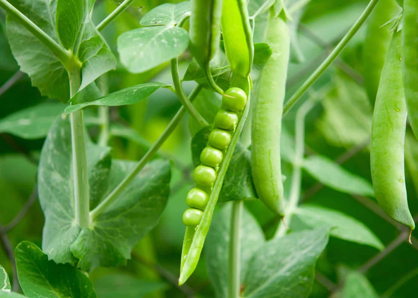Peas in the garden