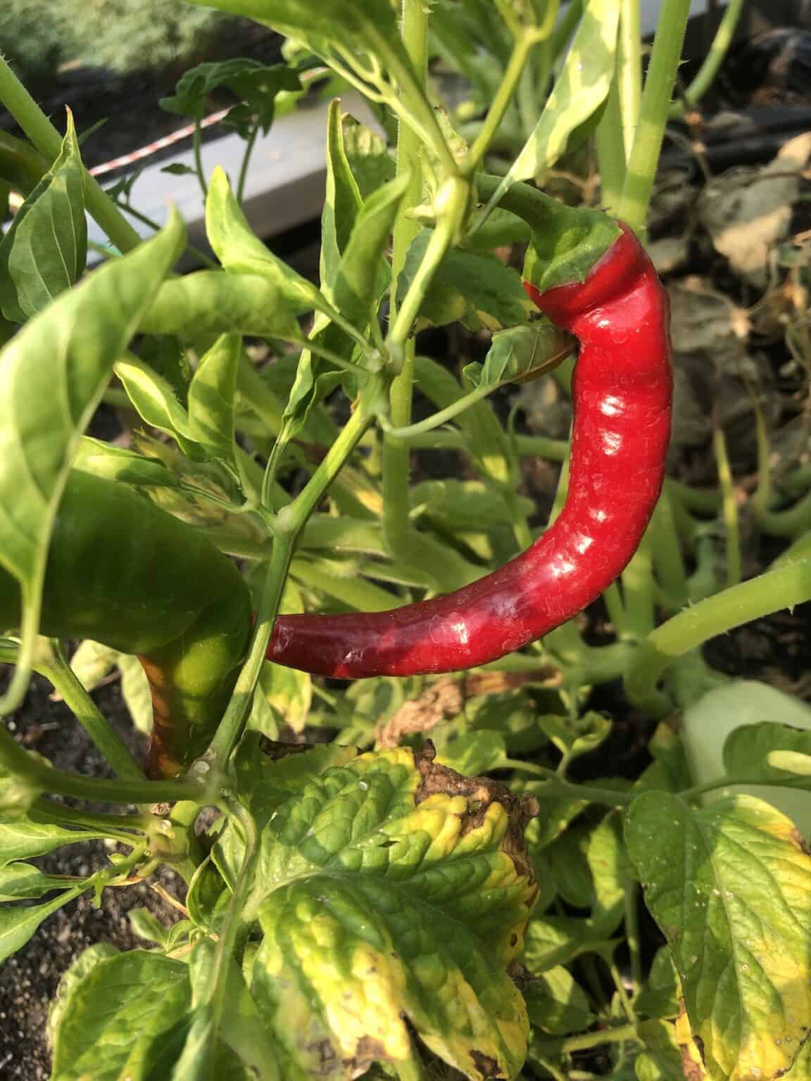 How to plant vegetable seeds 🌱 🥦 A stepbystep guide for beginners