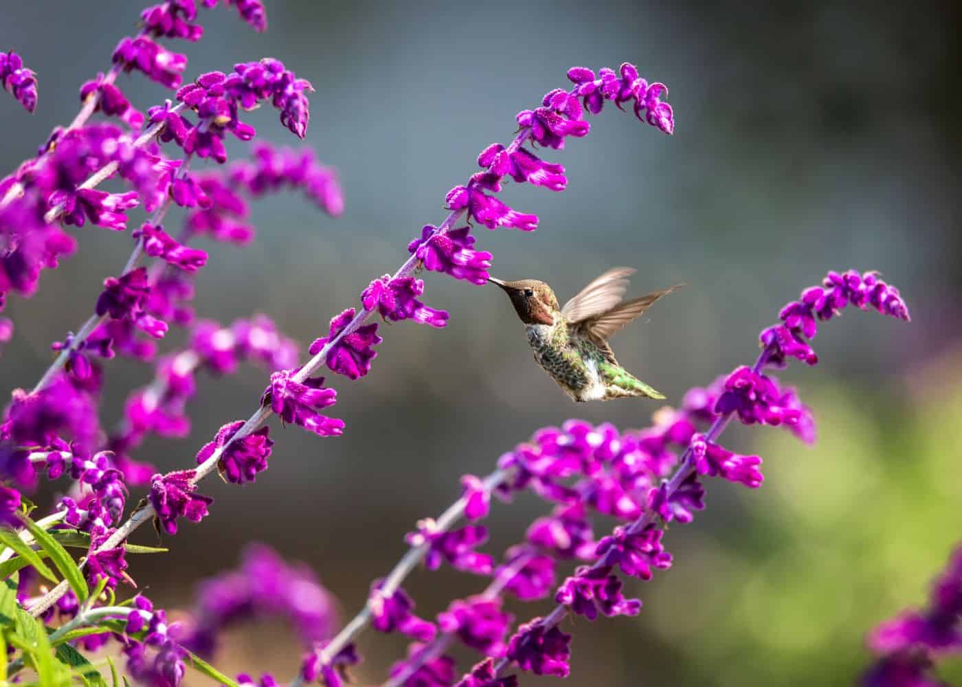 Pollinator garden - hummingbird