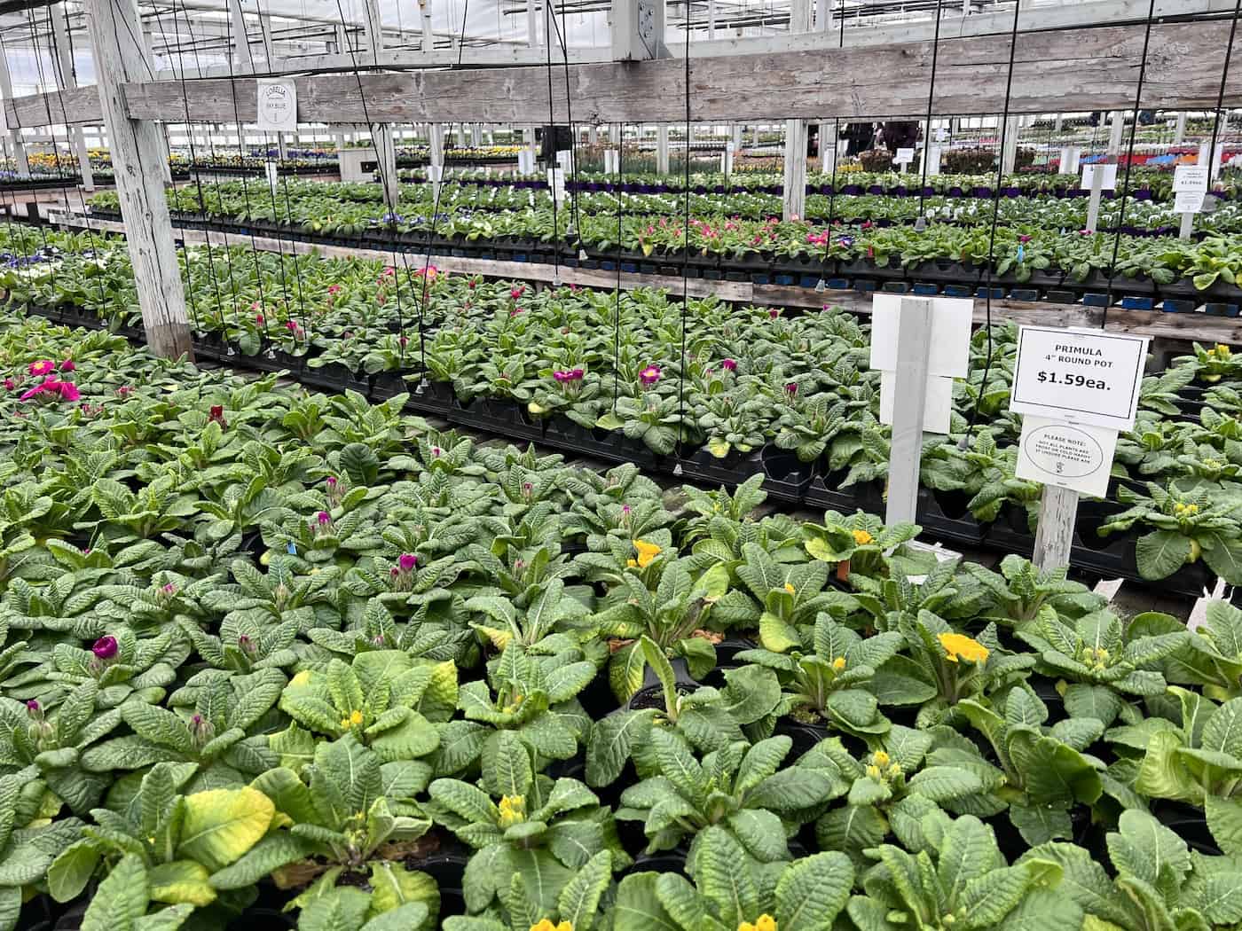 Primroses for sale in early spring