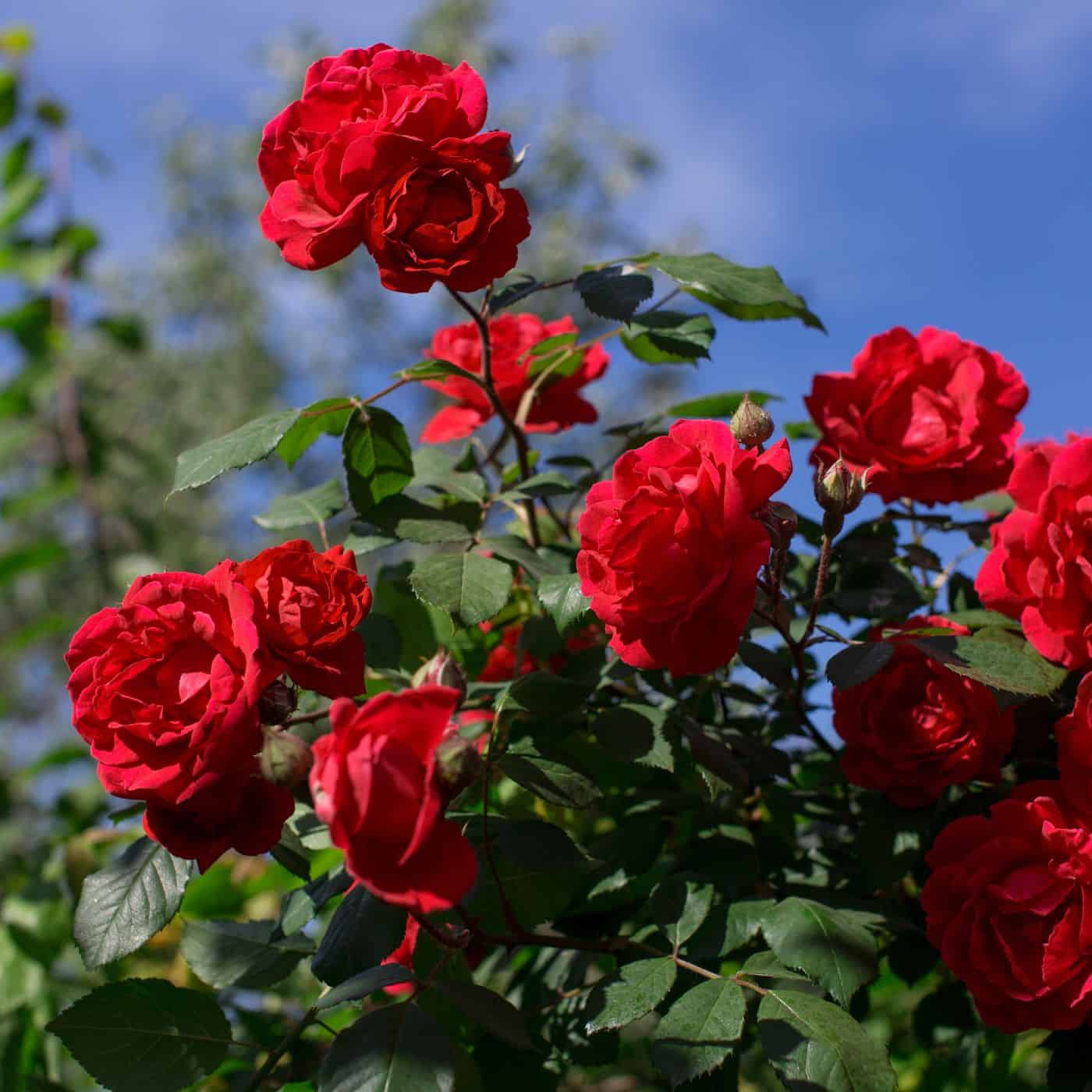 Red drift rose