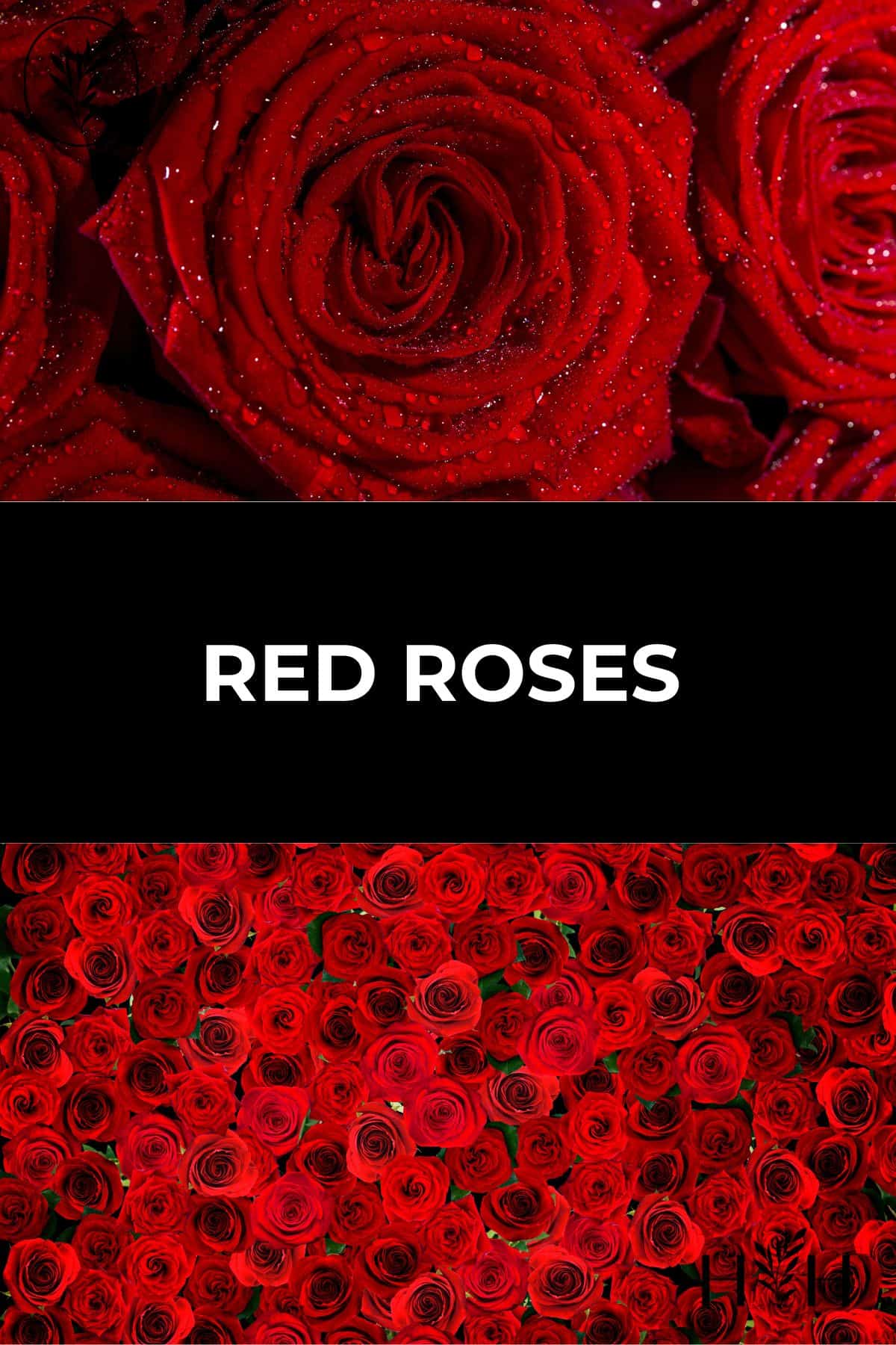 Red roses via @home4theharvest