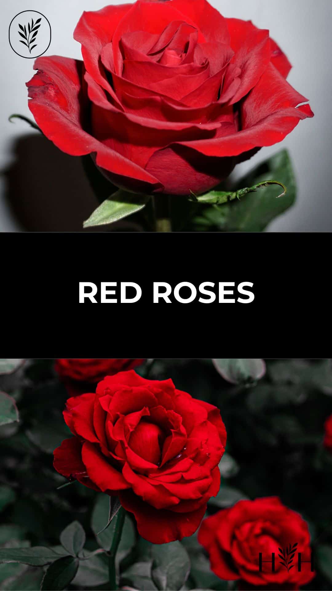 Red roses via @home4theharvest