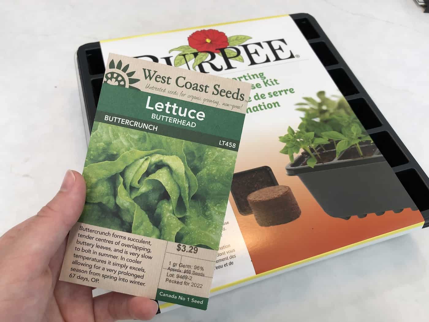 Seeding head lettuce indoors