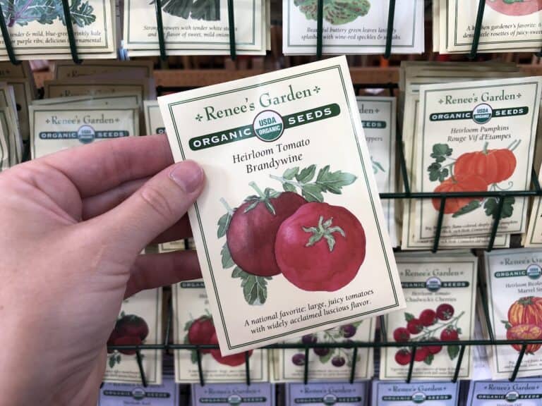 How to plant vegetable seeds 🌱 🥦 A stepbystep guide for beginners