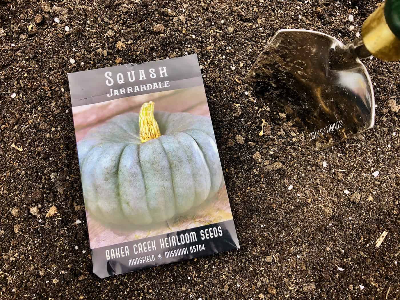 When to plant seeds outside - ornamental pumpkins
