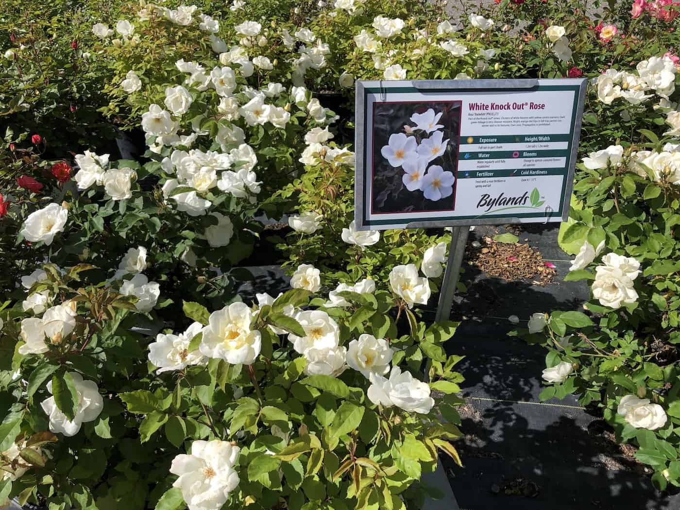 White knock out rose