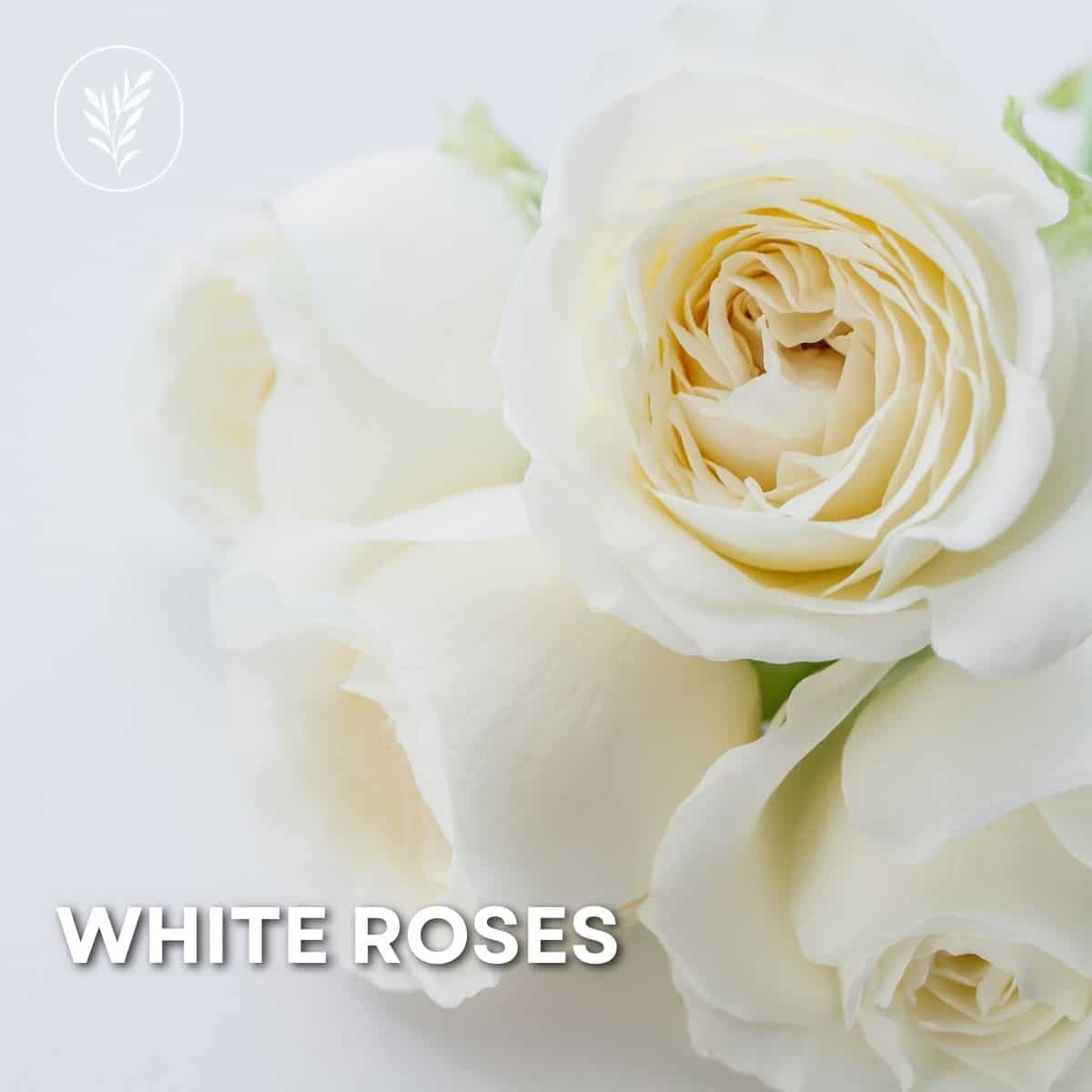White roses via @home4theharvest