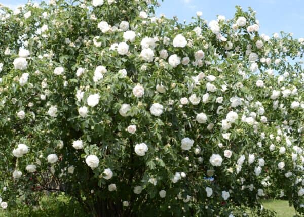 white roses in the garden - rose bush