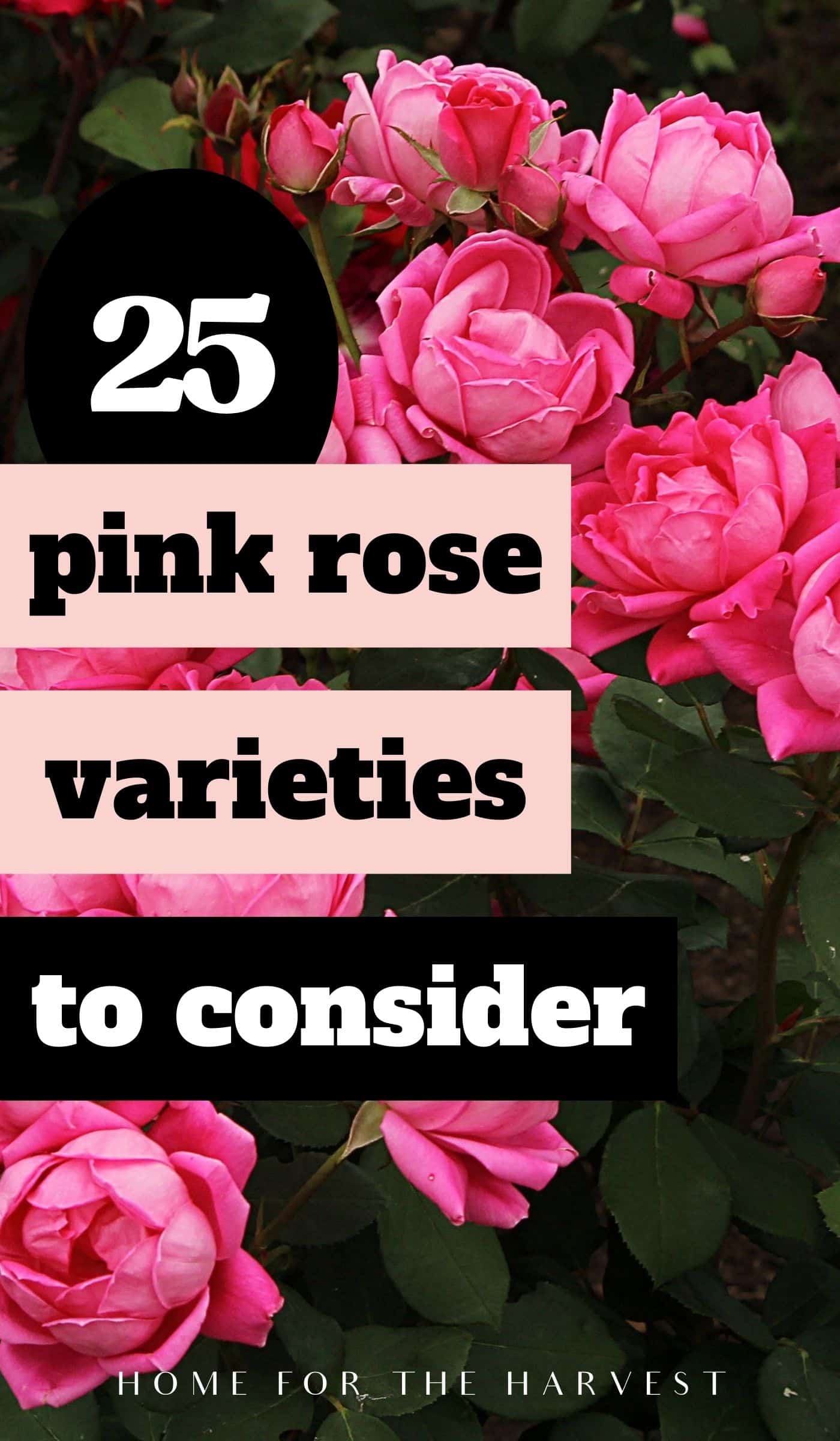 25 pink rose varieties to consider growing in your garden via @home4theharvest