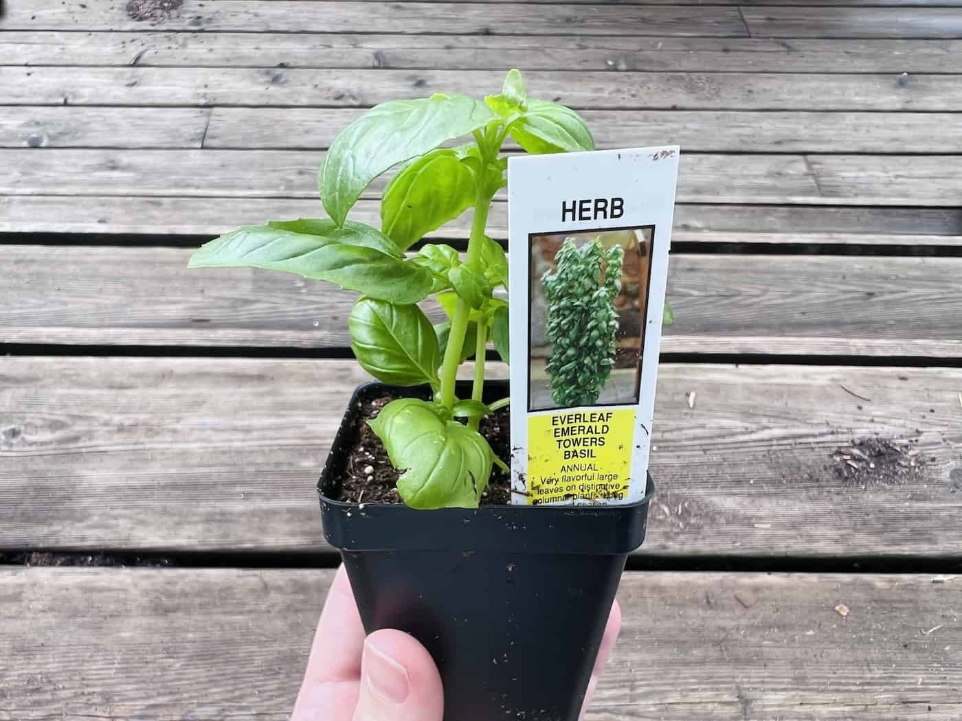 Basil starter plant