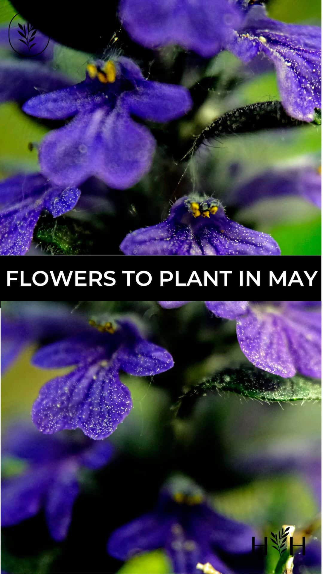 Flowers to plant in may via @home4theharvest