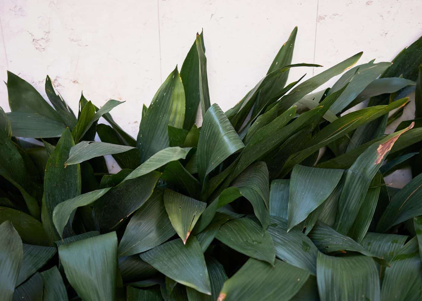 How to grow cast iron plant 🌱🌿 Dive deep into the care essentials