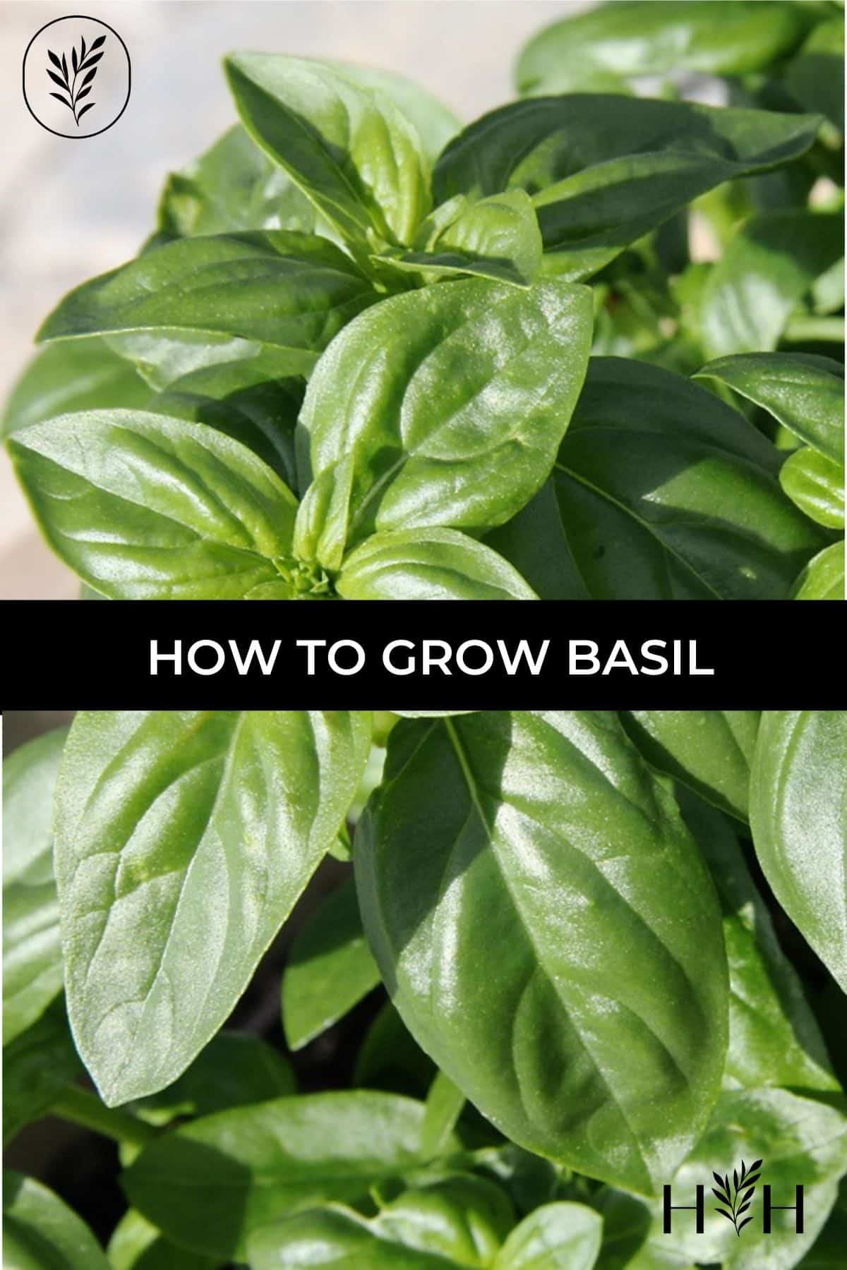 How to grow basil via @home4theharvest