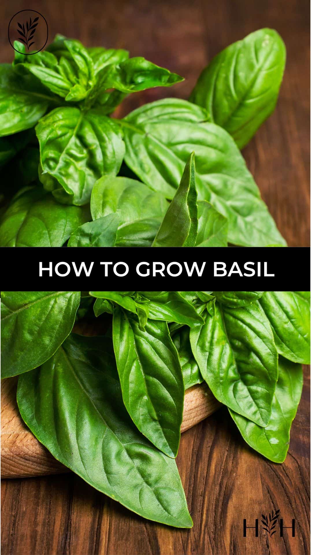 How to grow basil via @home4theharvest