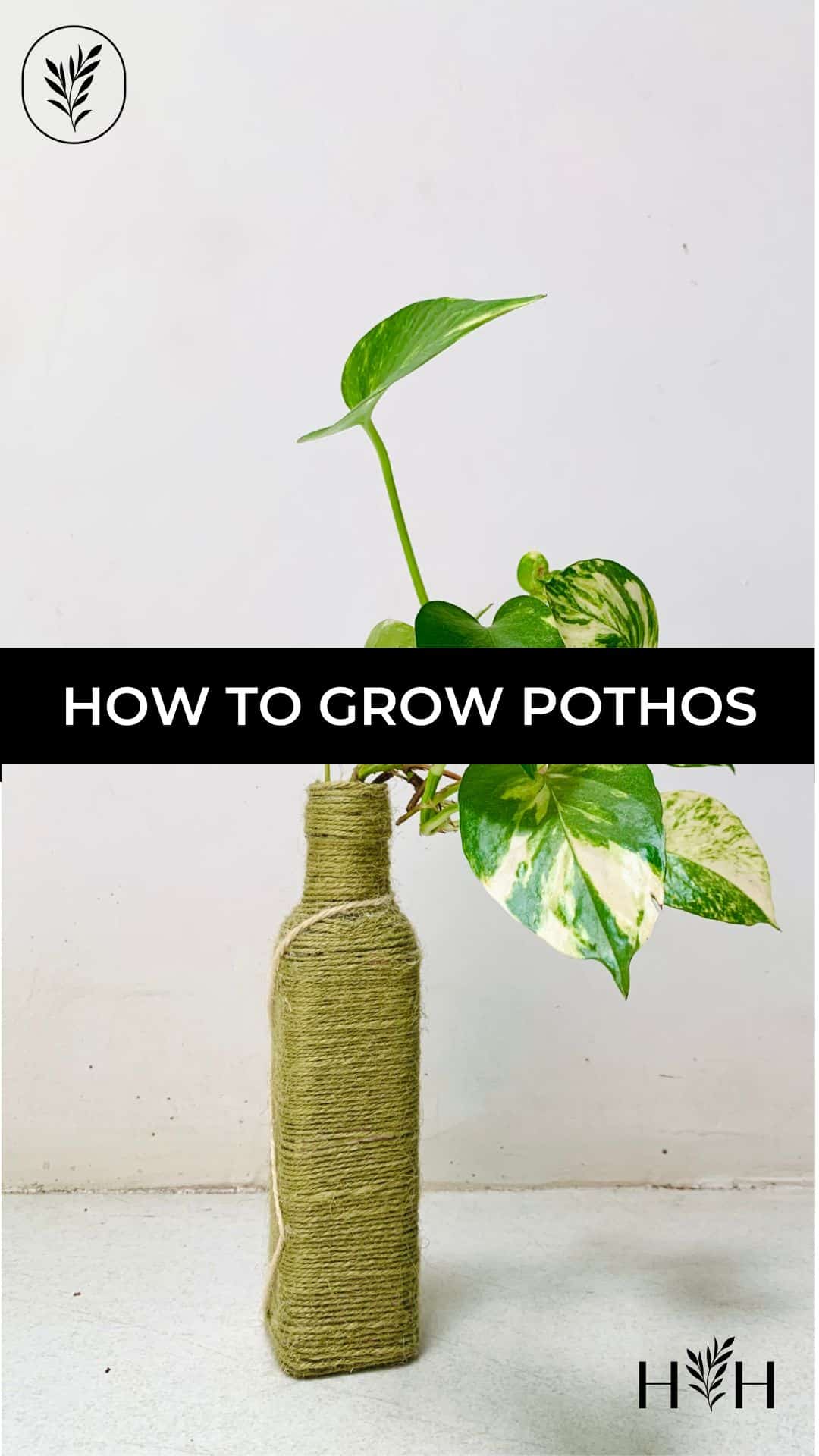 How to grow pothos via @home4theharvest