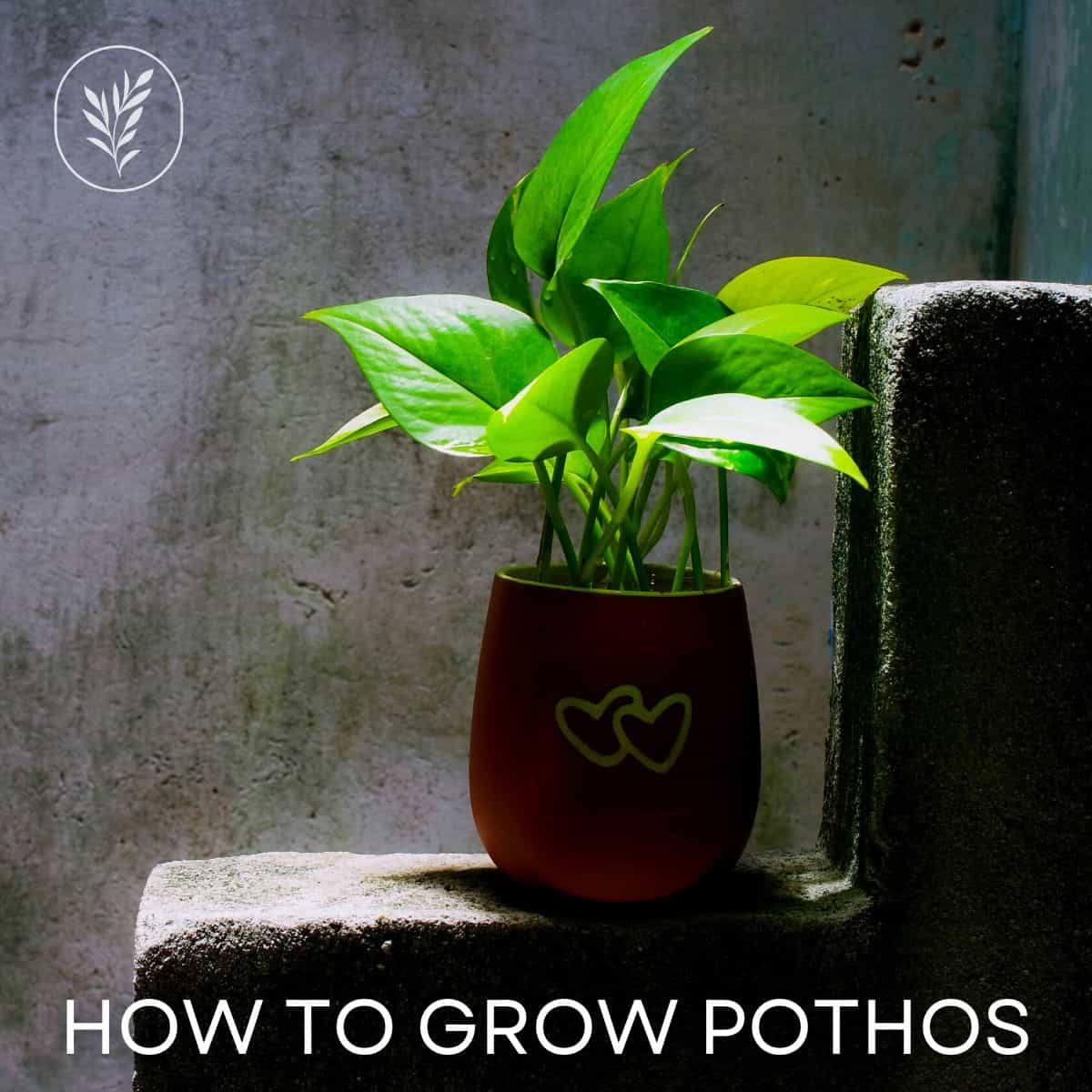 How to grow pothos via @home4theharvest